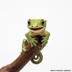 Collection image for: Gmazovi i vodozemci