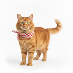 Collection image for: Mačke